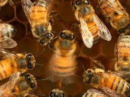 زنبورها اطراف را احاطه کرده و یکی را در وسط تماشا می کنند که در حرکت تار است